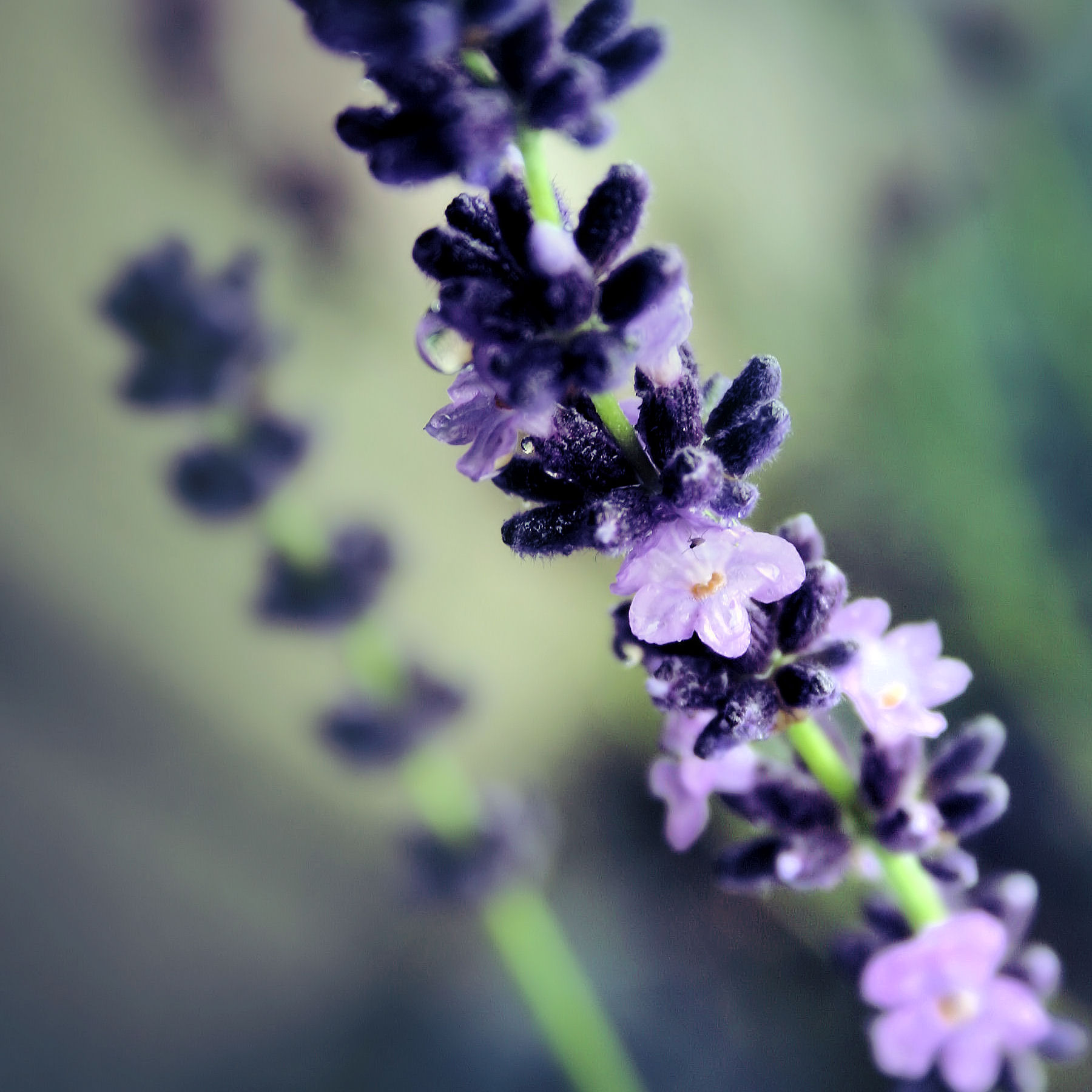 lavender__by_LittleBlackUmbrella
